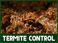 Termite Control