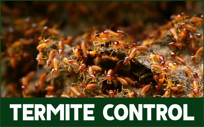 Termite Control