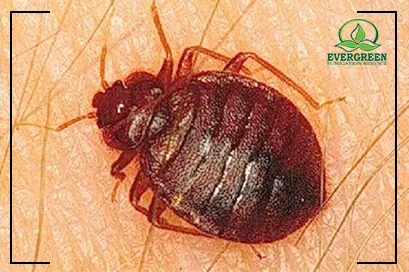 Bed Bugs Treatment