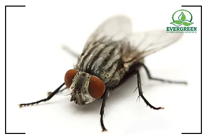 Fly Control Treatment