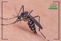 Mosquitoes Control